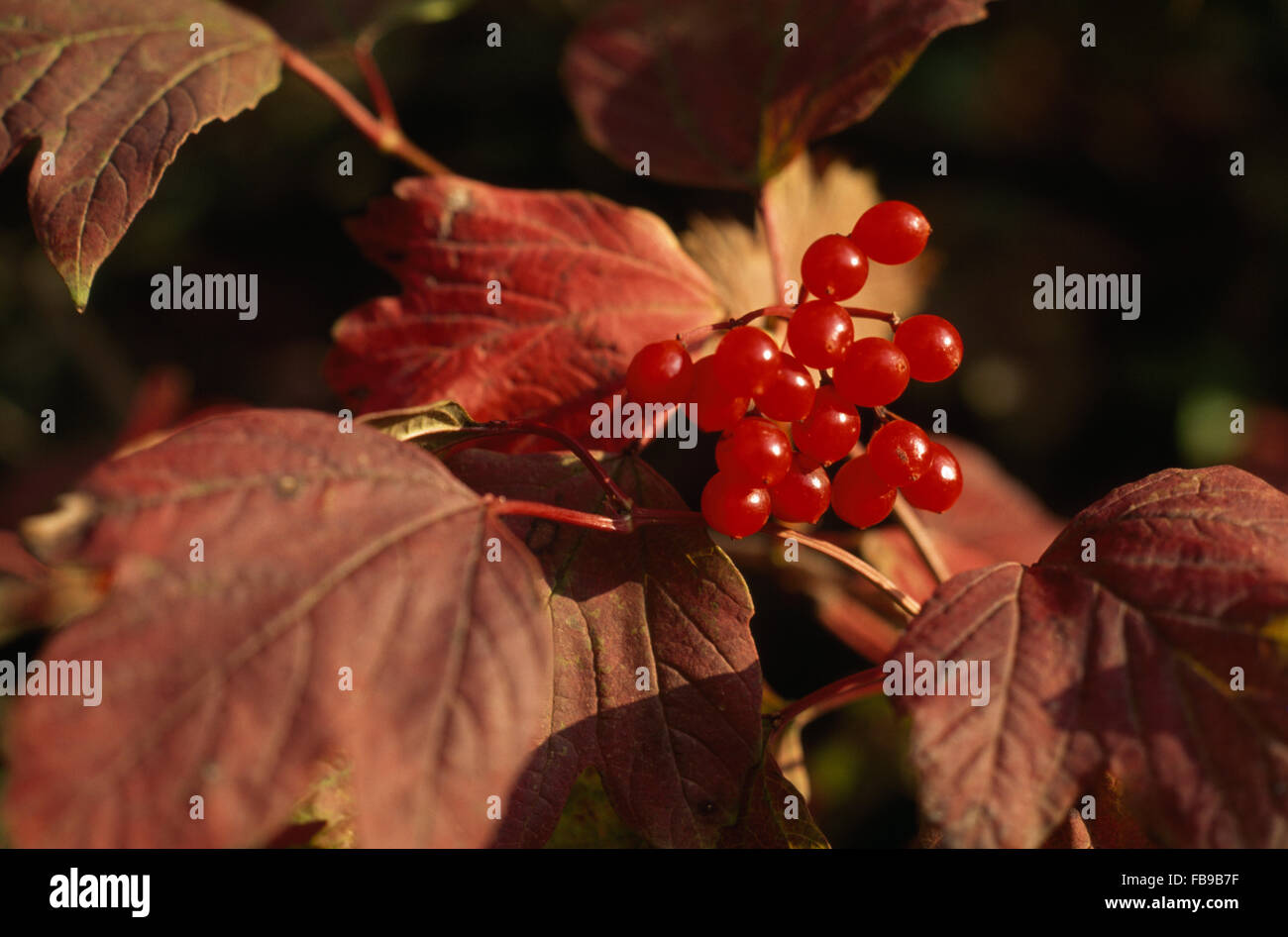 Close-up of red berried Viburnum Opulus Stock Photo