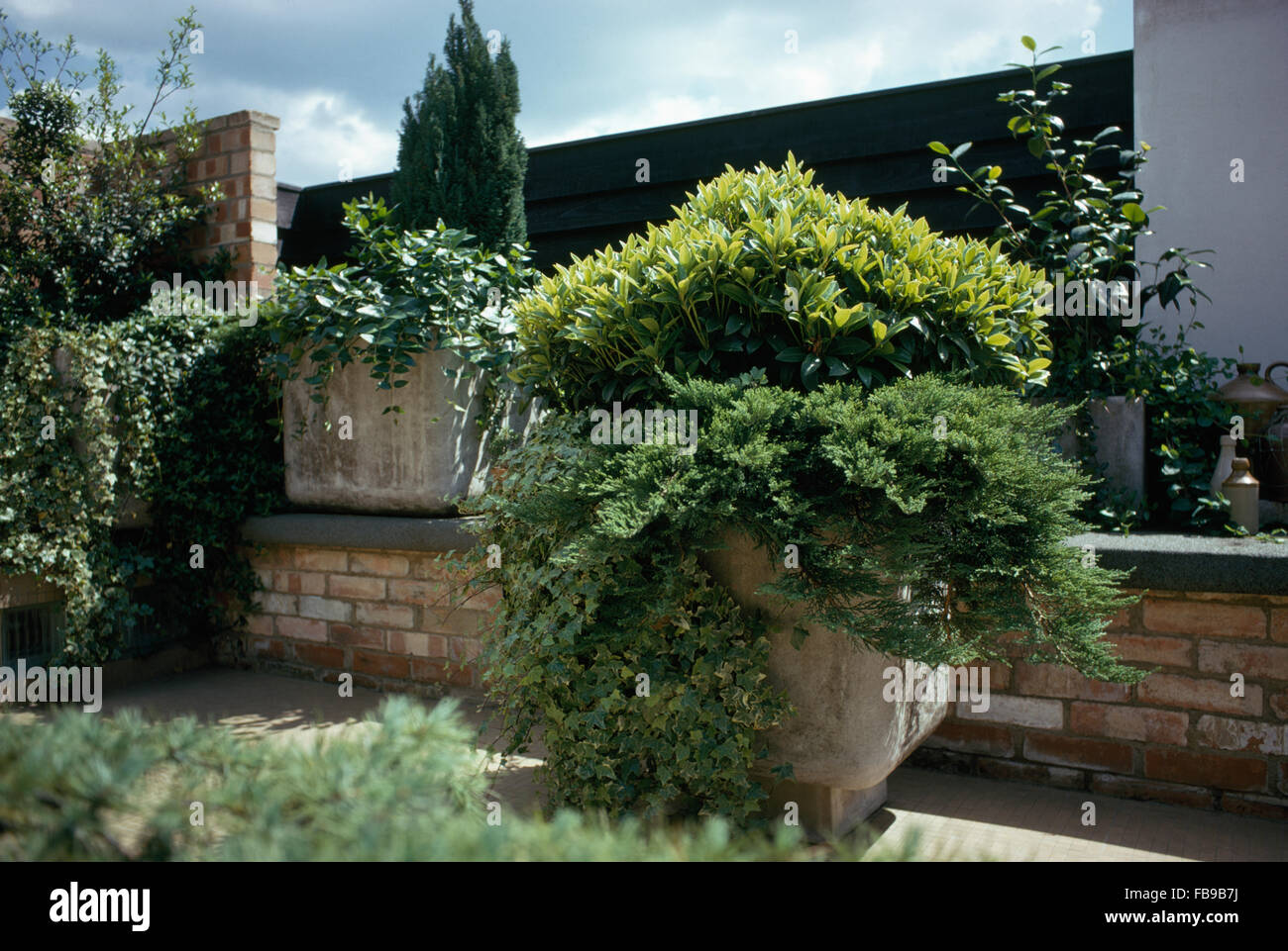 Green shrubs and trailing ivy in stone planter on patio Stock Photo