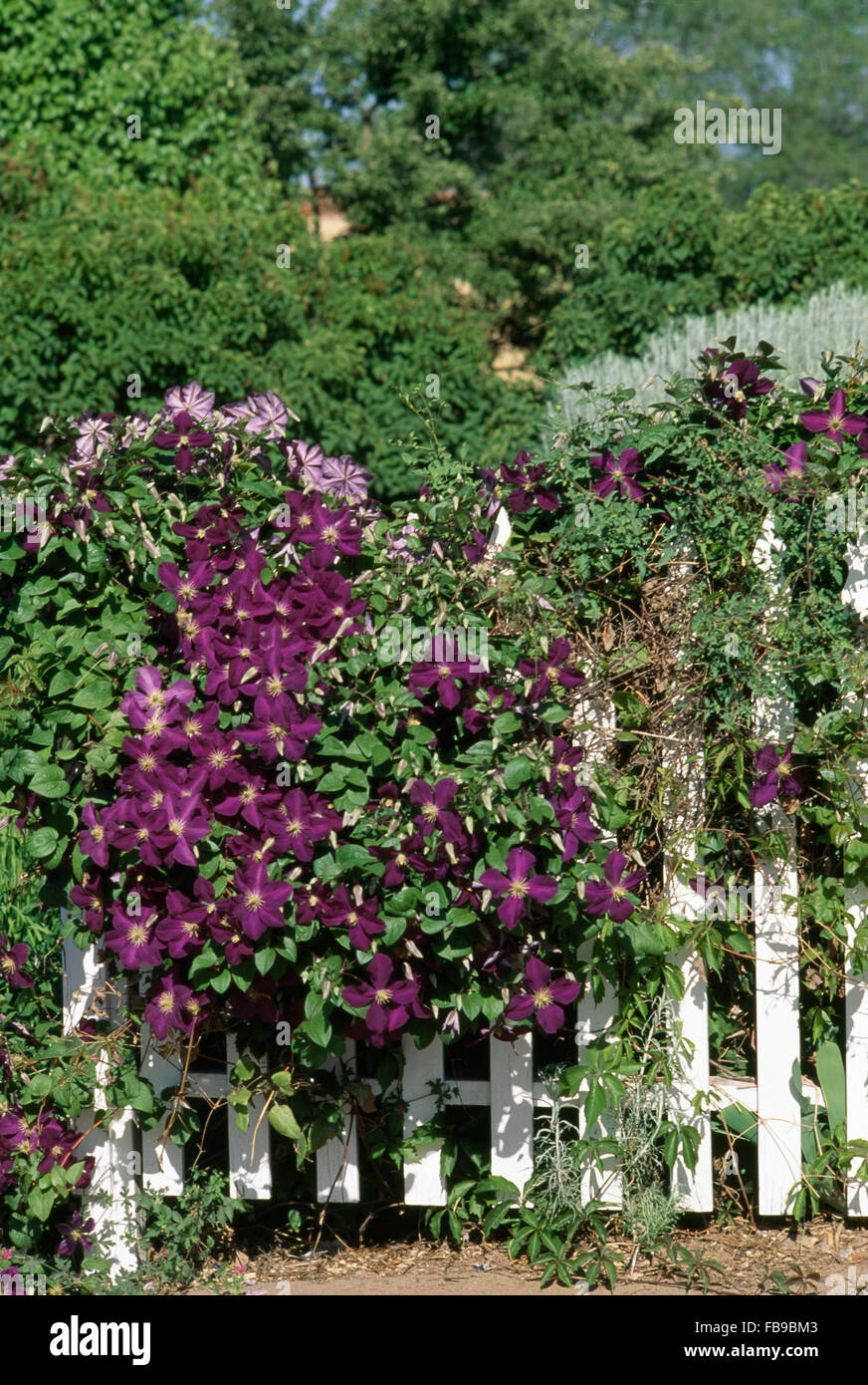 Purple clematis growing on a white picket fence Stock Photo