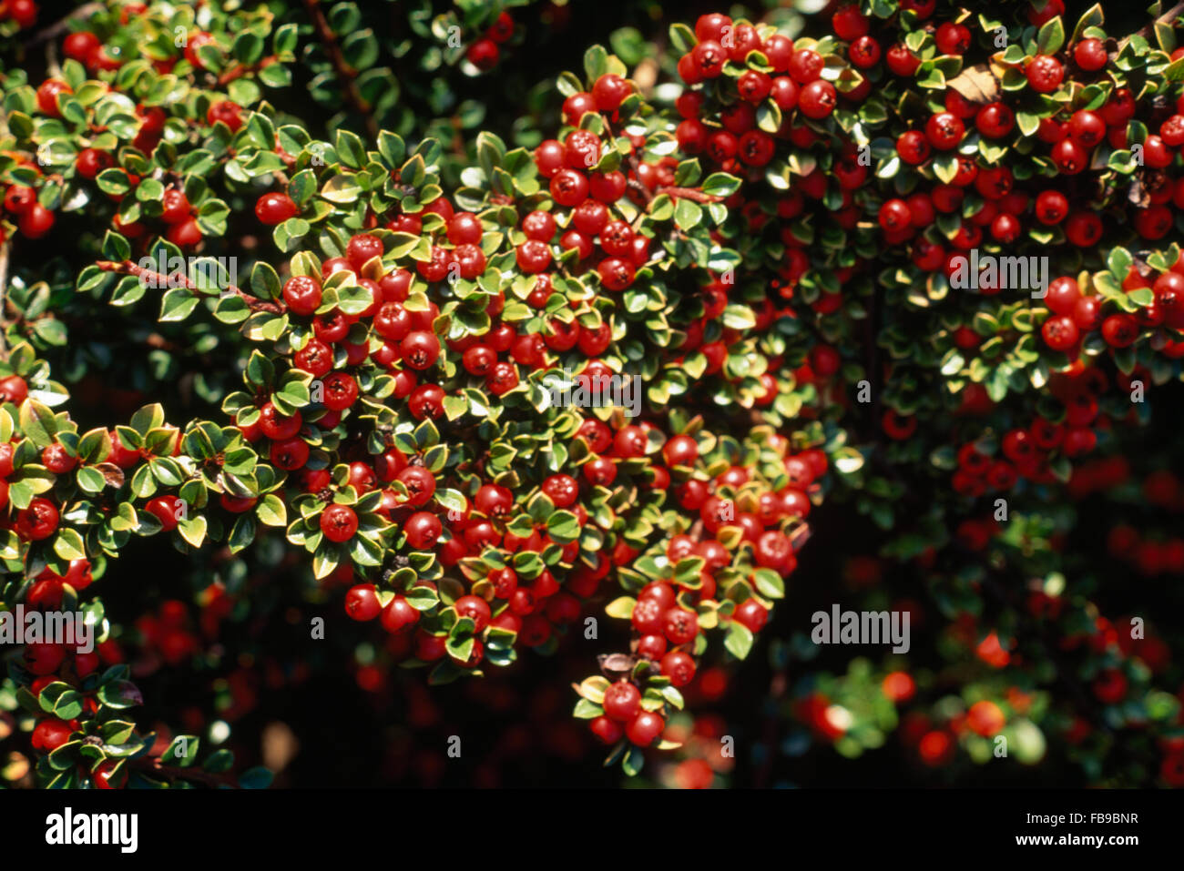 Close-up of red berried Cotoneaster Horizontalis Stock Photo
