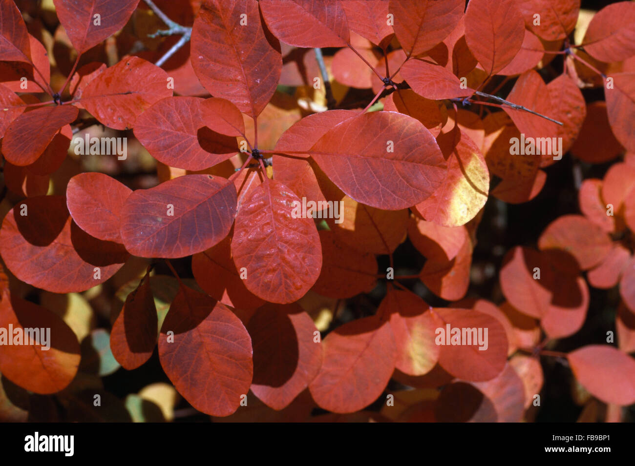 Close-up of autumn leaves of Cotinus Coggyria Stock Photo