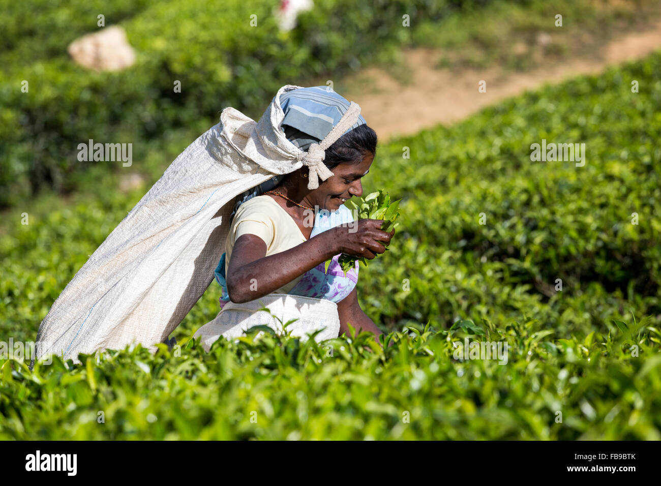 Tea picking, Tea plantation, Central Province, district Hatton, neighborhood Adam's peak Sri Lanka, Asia Stock Photo