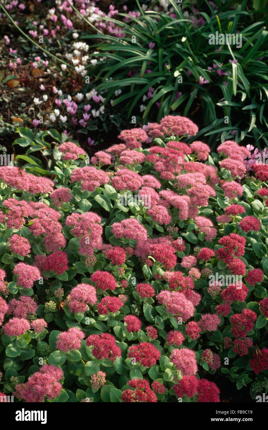 Close-up of deep pink sedum in a late summer border Stock Photo