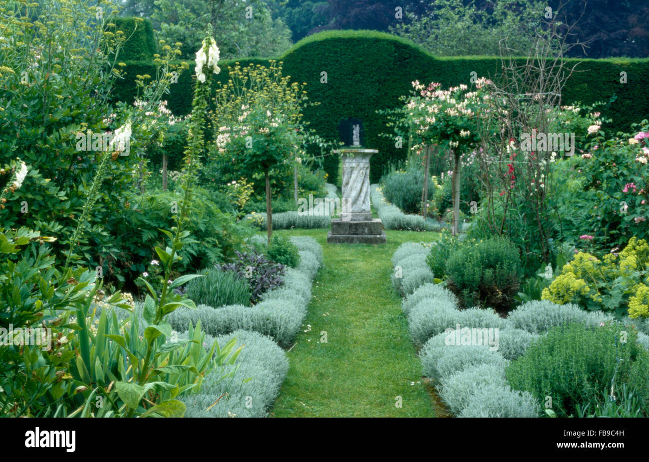 Pale gray santolina edging grass path in a large country garden with standard roses and white foxgloves Stock Photo