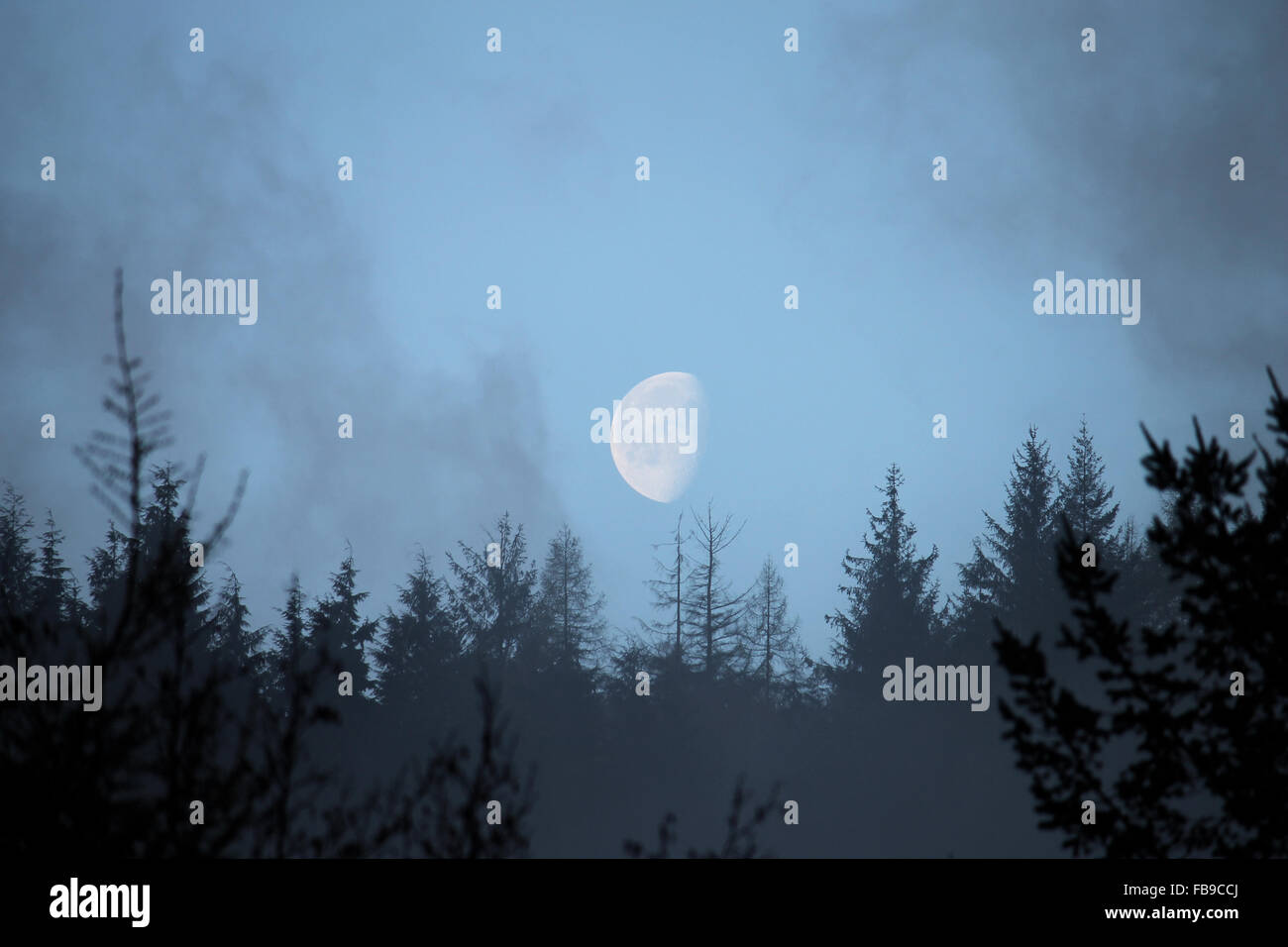 Moon and waning and forest hi-res stock photography and images - Alamy