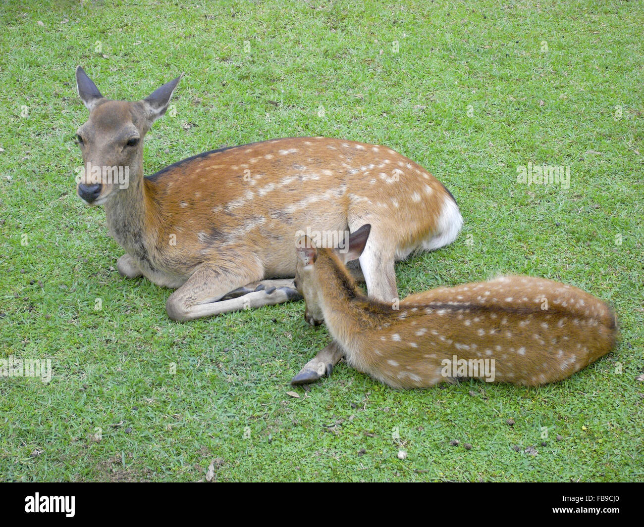 Deer and fawn, Nara Prefecture, Japan Stock Photo