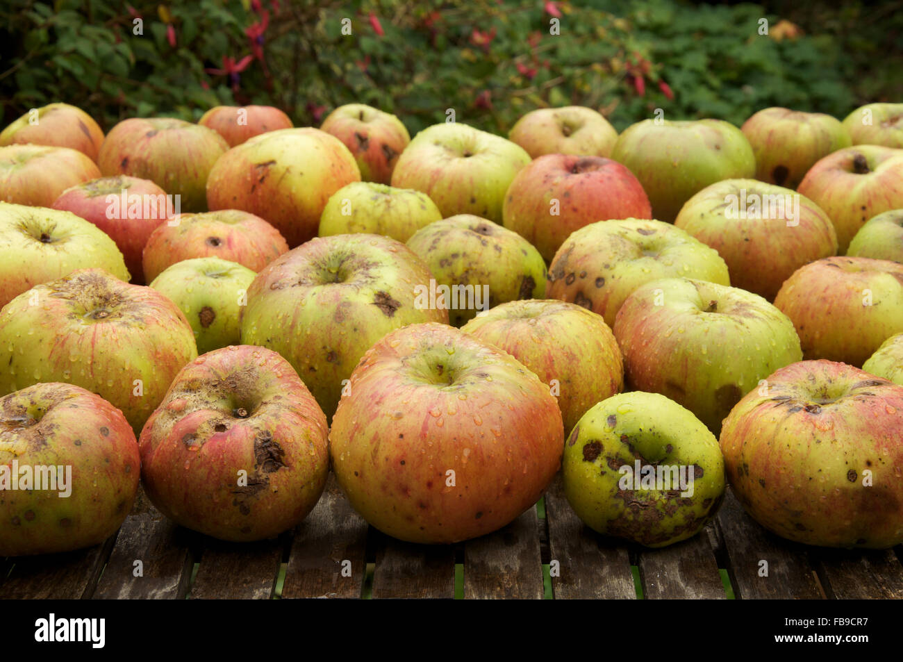 Organic cooking apples, a larger, tarter tasting cultivar of the fruit tree “Malus domestica, on a wooden garden table. England, United Kingdom. Stock Photo