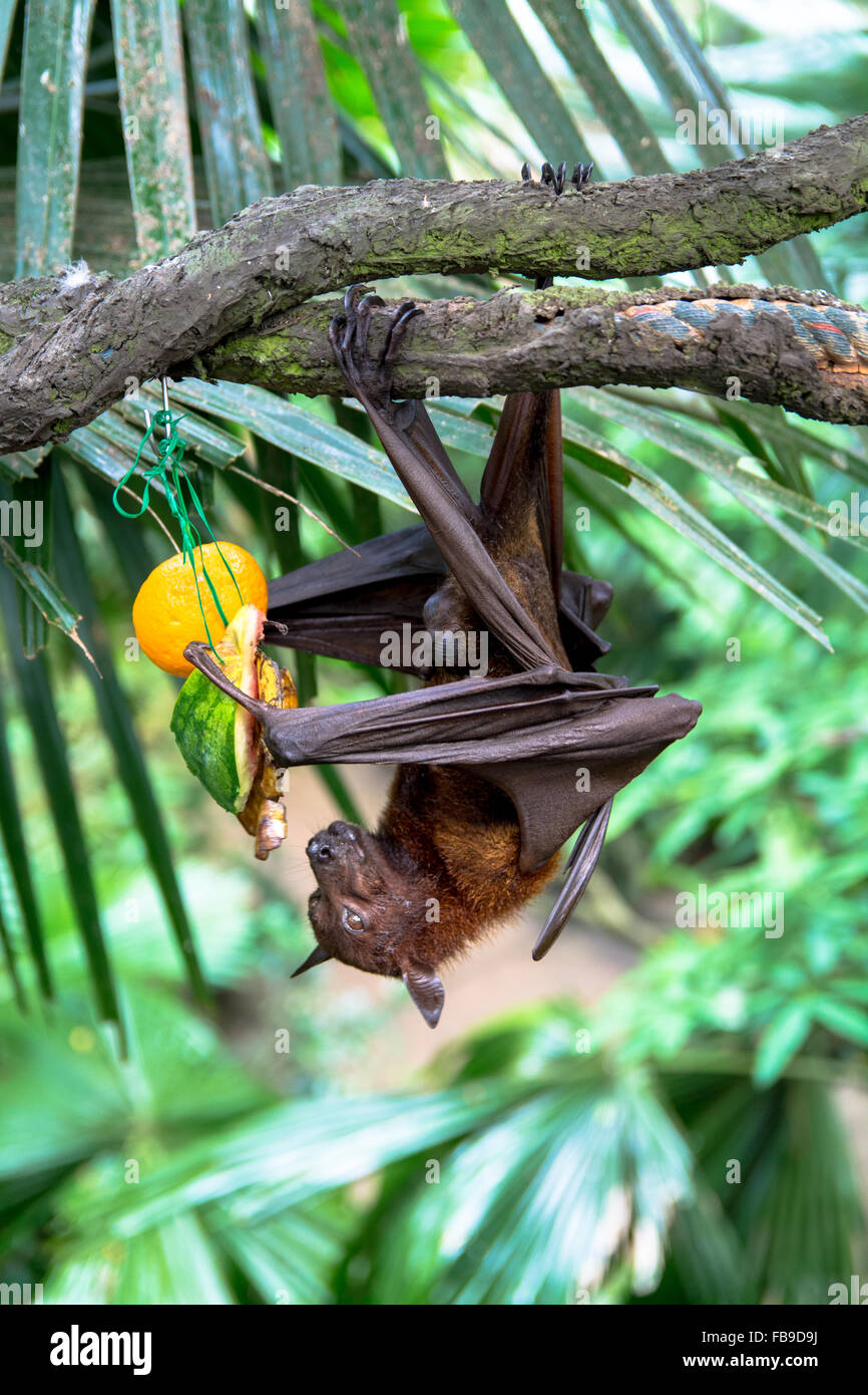 Flying fox eating fruit and hanging on a tree Stock Photo - Alamy, image size:866x1390