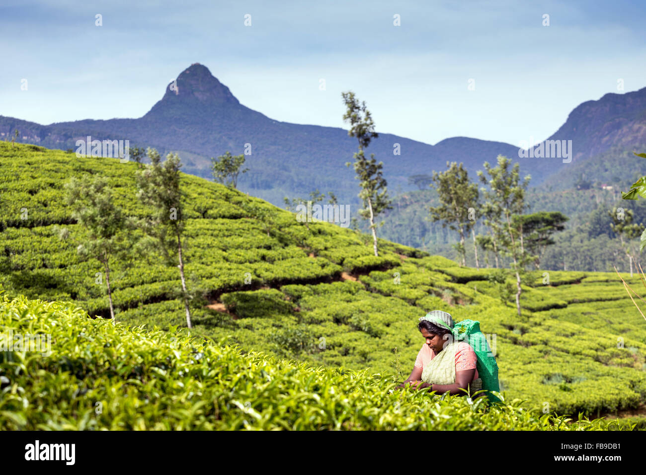 Tea picking, Tea plantation, Central Province, district Hatton