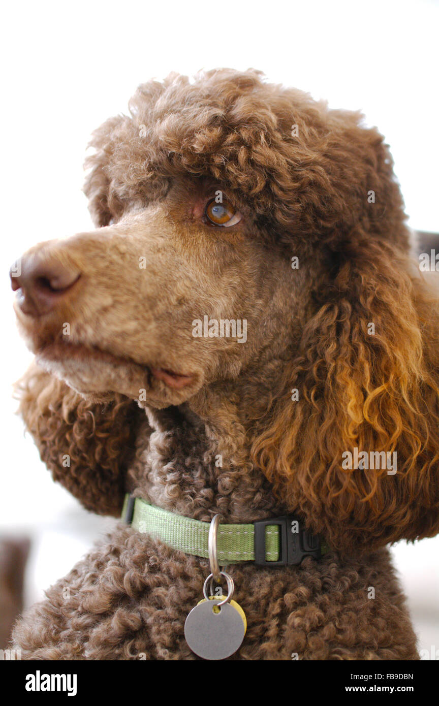 Charlie Brown the brown adult standard poodle Stock Photo Alamy