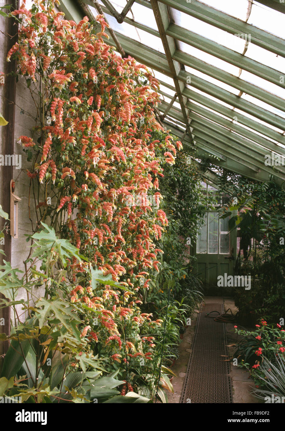 Justicia brandegeeana (shrimp plant) growing in a greenhouse Stock Photo