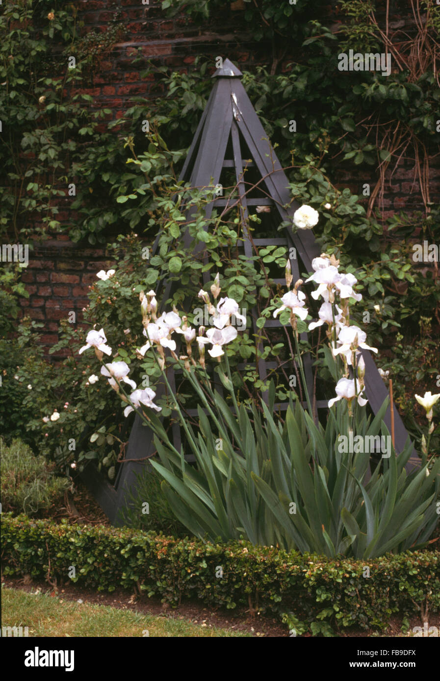 White iris and an grey painted obelisk in a summer border with low box edging Stock Photo
