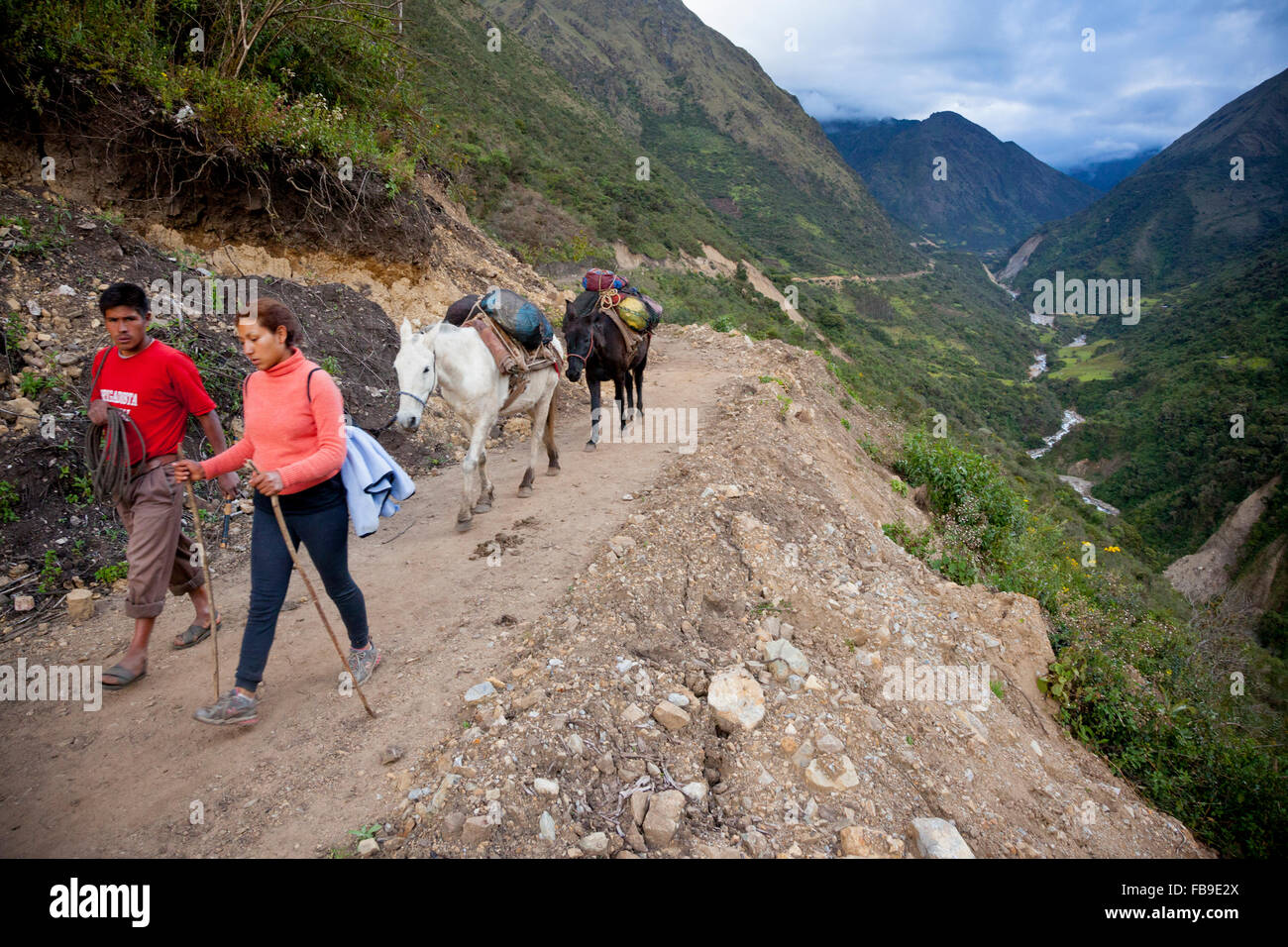 Arriero (muleskinner), pack mules and trek guide on the Choquequirao (Cradle of Gold) Inca Trail, Peru. Stock Photo