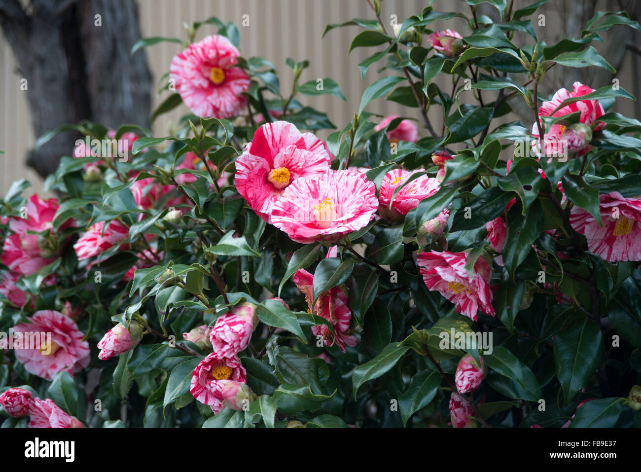 Camellia in bloom, Japan Stock Photo