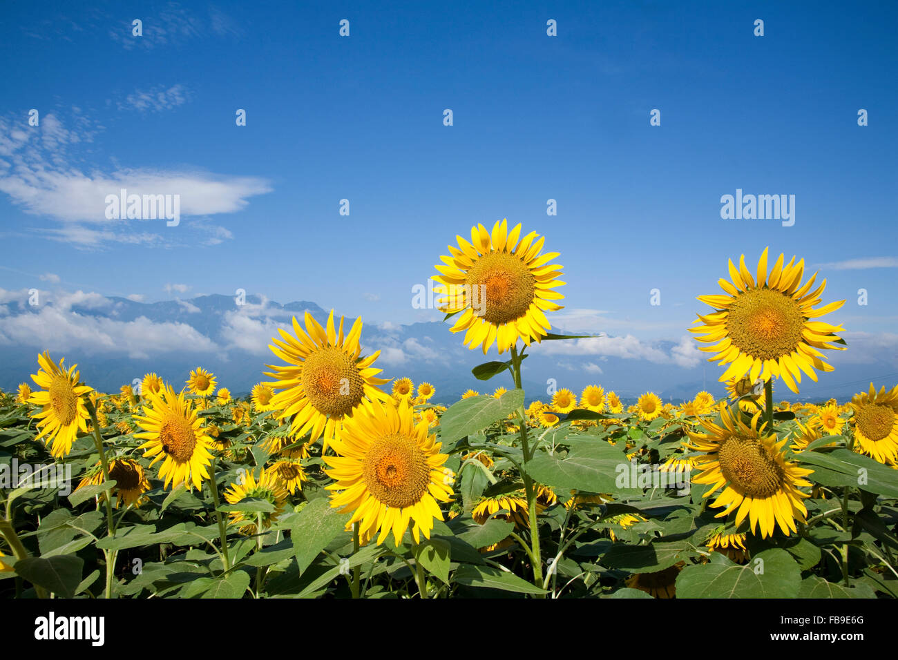 Sunflower field, Yamanashi, Japan Stock Photo Alamy