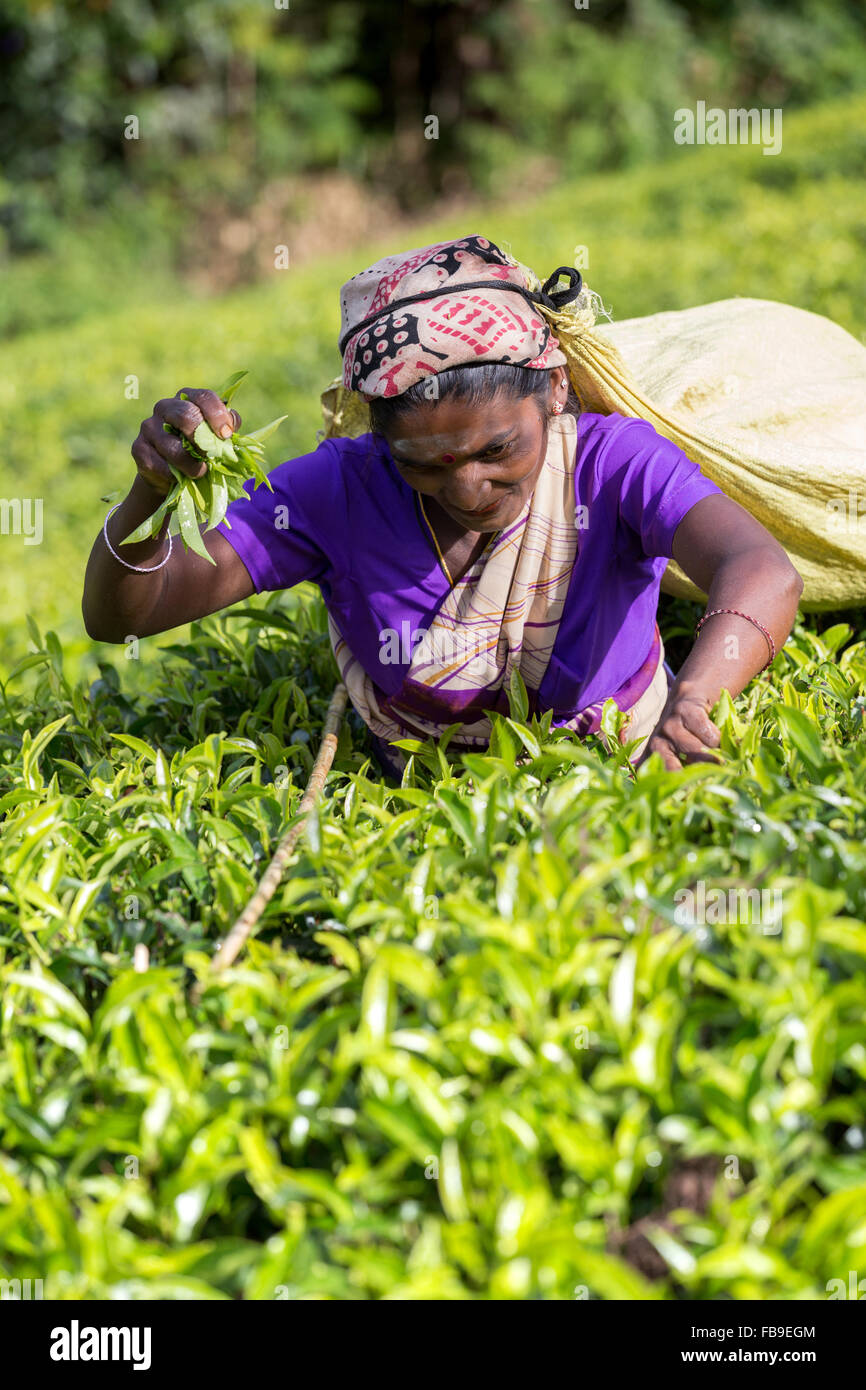 Tea picking, Tea plantation, Central Province, district Hatton, neighborhood Adam's peak Sri Lanka, Asia Stock Photo