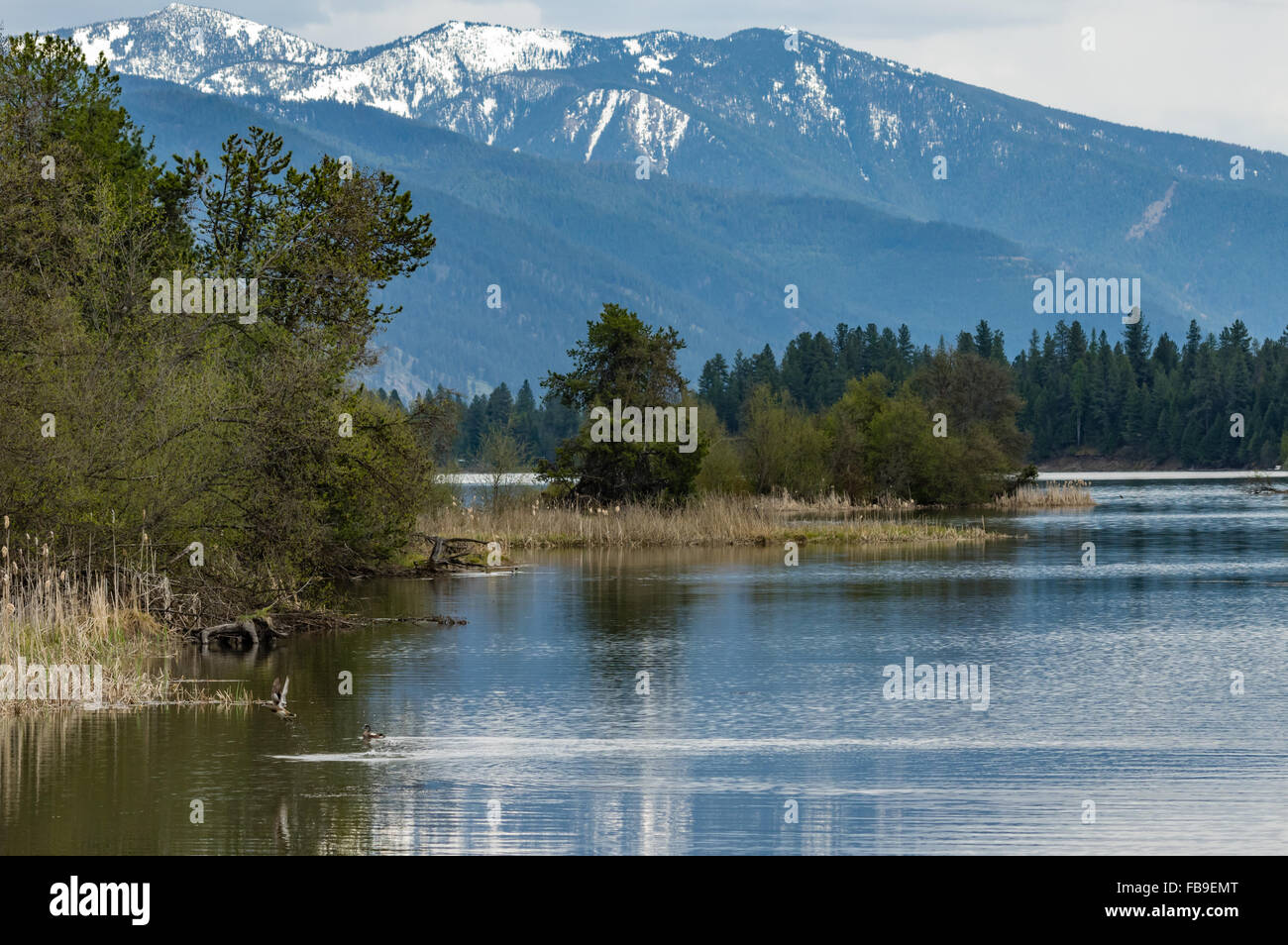 Wetland marsh with snowy mountains in the background. Trout Creek, Montana, USA Stock Photo