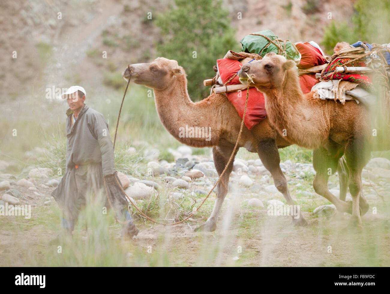 Pack of camels hires stock photography and images Alamy