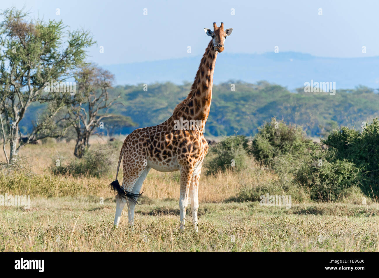 Rothschild's giraffe (Giraffa camelopardalis rothschildi), Lake Nakuru National Park, Kenya Stock Photo