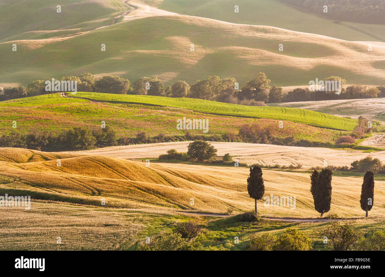 Tuscan Summer Landscape with Cypress Trees Stock Photo