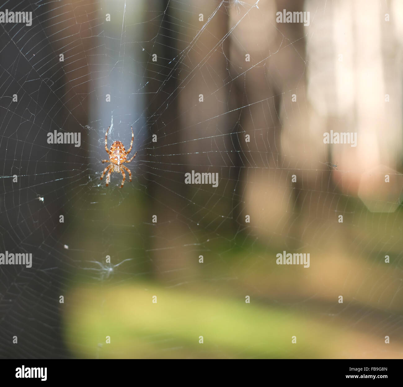 Spider on blurred background of forest and spider webs Stock Photo - Alamy