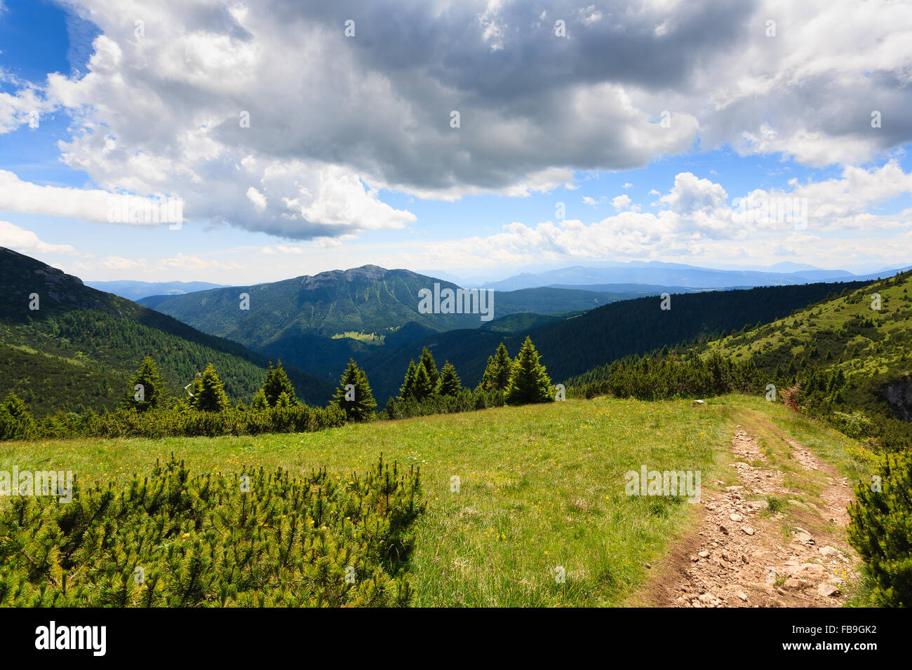 Panorama from Italian alps, mugo pines along a mountain trekking path Stock Photo