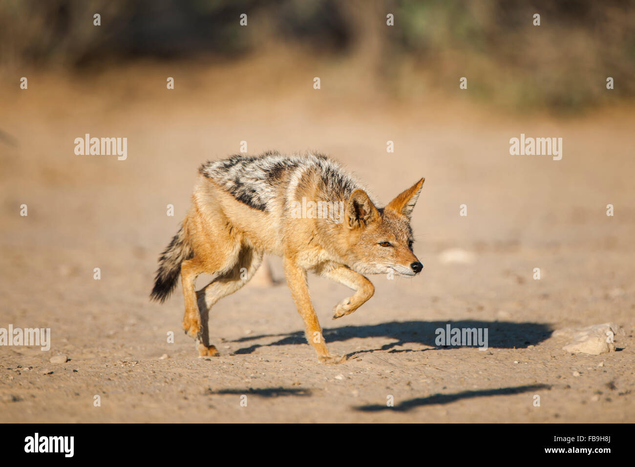 Black-backed jackal (Canis mesomelas) sneaking, Kgalagadi Transfrontier National Park, Northern Cape Province, South Africa Stock Photo