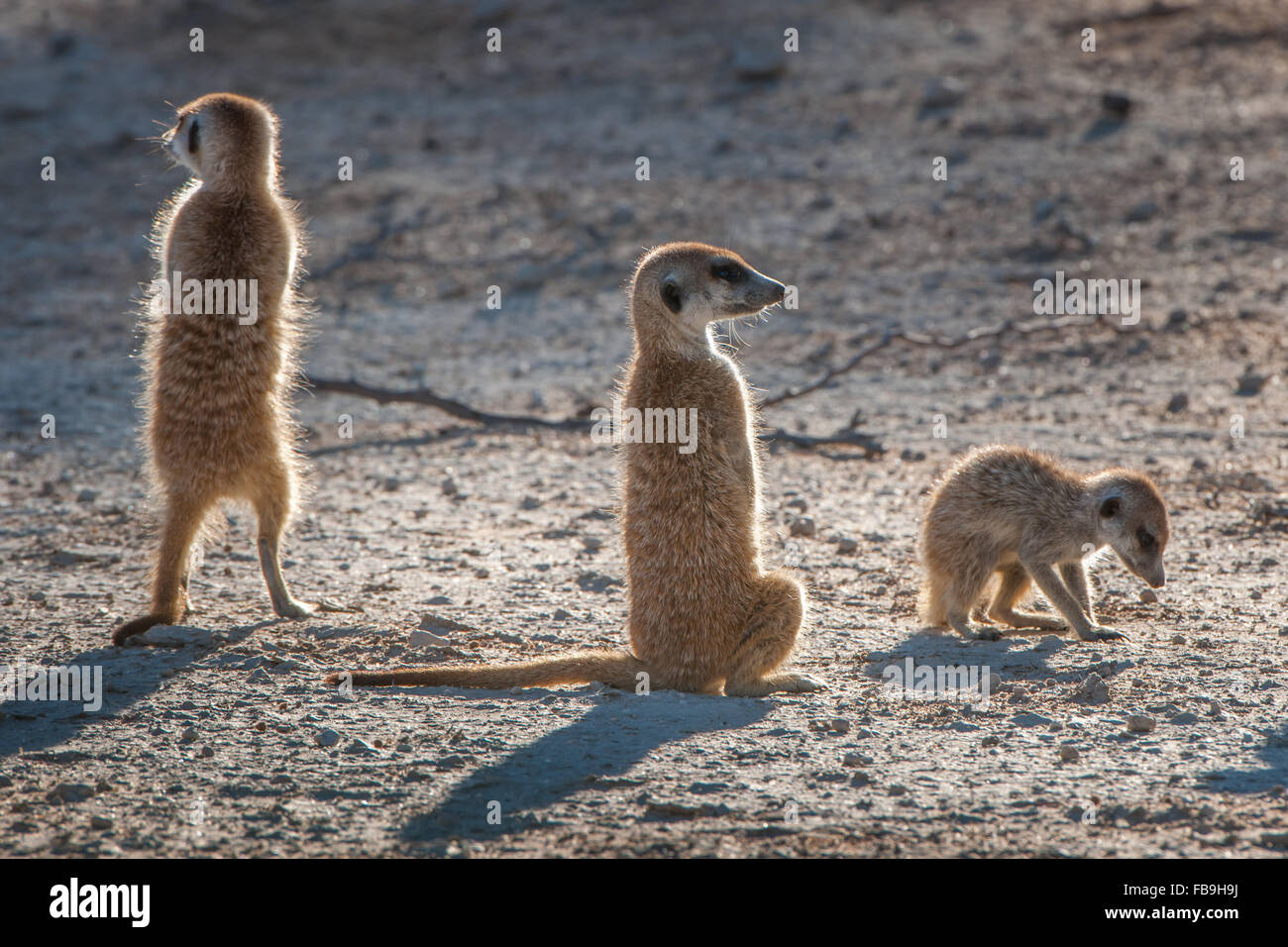 Meerkats (Suricata suricatta) on lookout, pup, Kgalagadi Transfrontier Park, Northern Cape, South Africa Stock Photo