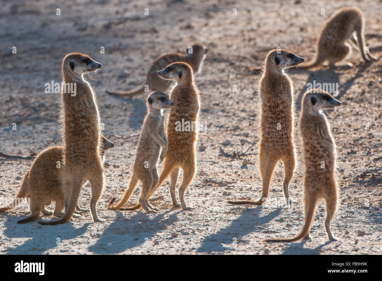 Meerkats (Suricata suricatta) on lookout, Kgalagadi Transfrontier Park, Northern Cape, South Africa Stock Photo