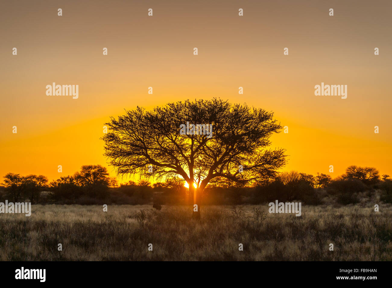 Camel thorn (Vachellia erioloba) at sunset, Nossob Road, Kgalagadi Transfrontier Park, Northern Cape, South Africa Stock Photo