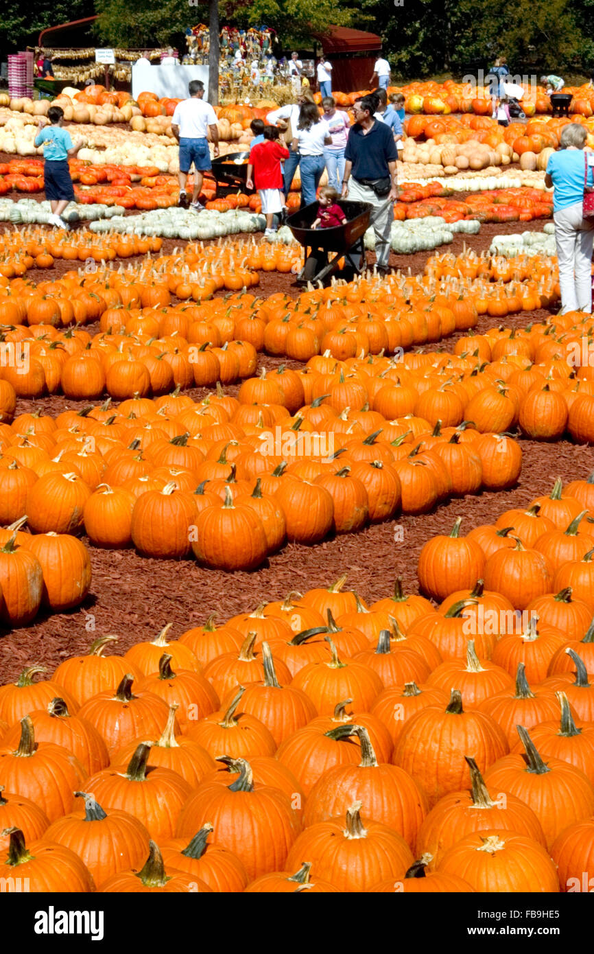 People select a pumpkin at a pumpkin farm in the fall in the mountains of North Georgia, USA. Stock Photo