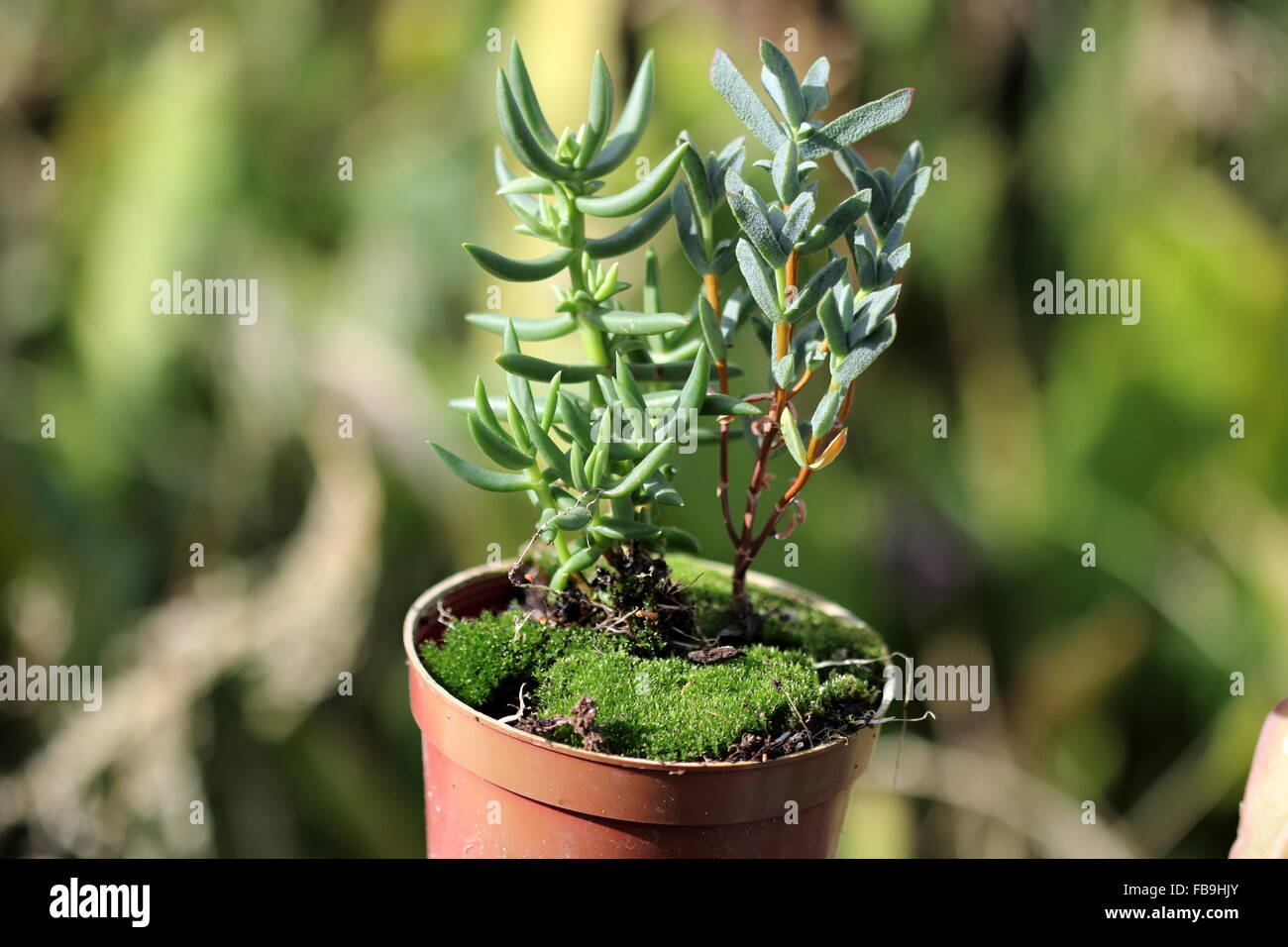 Growing Ice plant succulent or also known as  Lampranthus in a pot Stock Photo