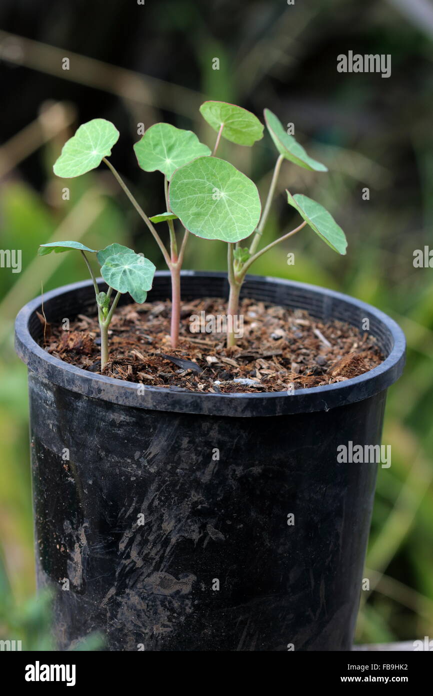 Nasturtium seedlings, also known as Tropaeolum majus Stock Photo Alamy