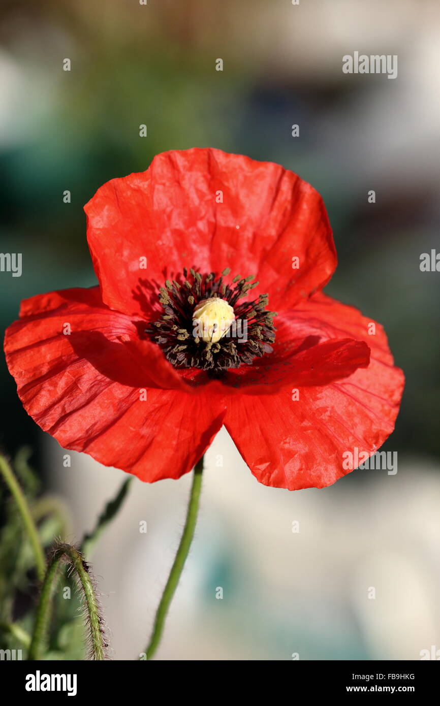 Close up of blooming Poppy Flanders Red Stock Photo