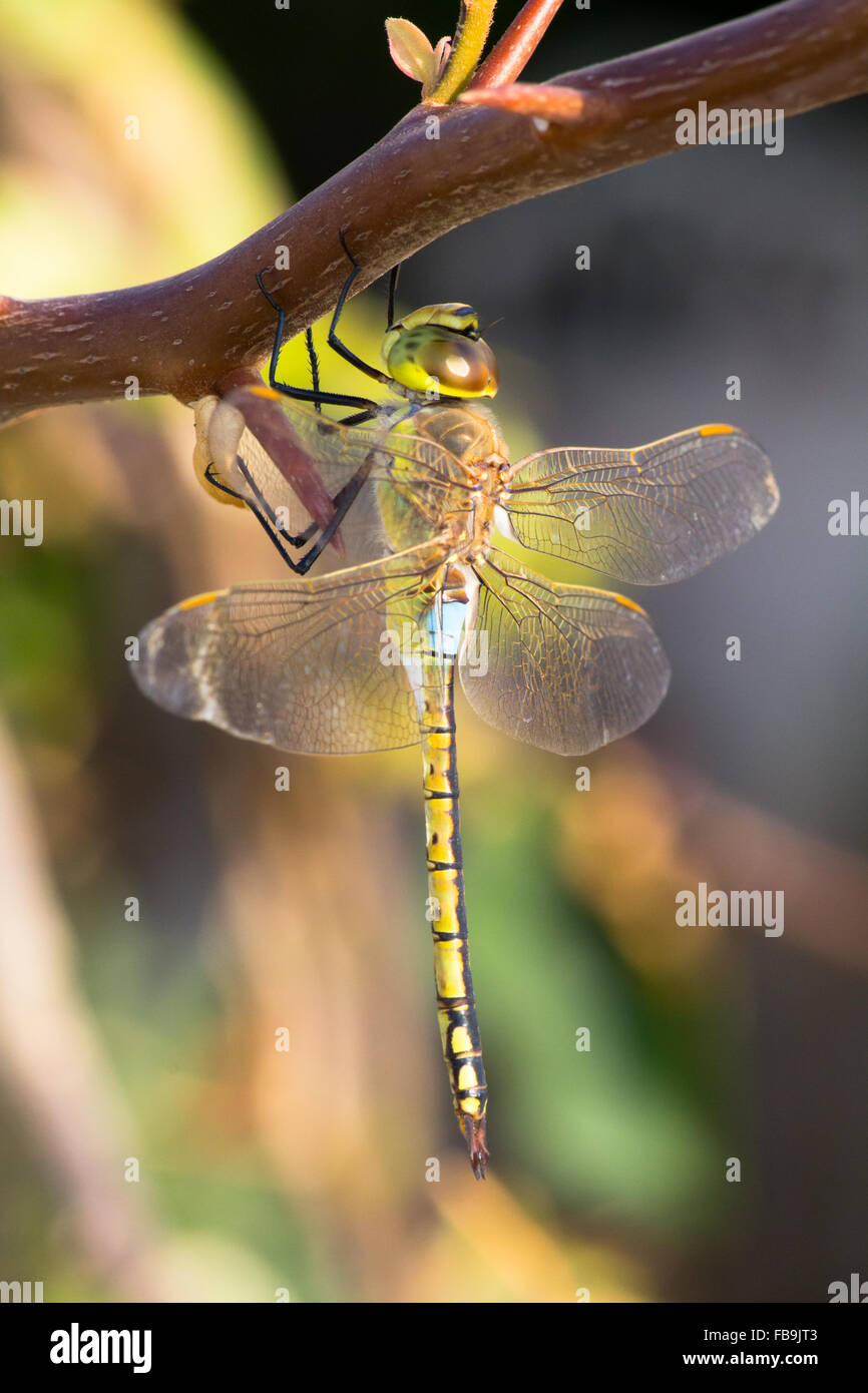 Image of a dragonfly hi-res stock photography and images - Alamy