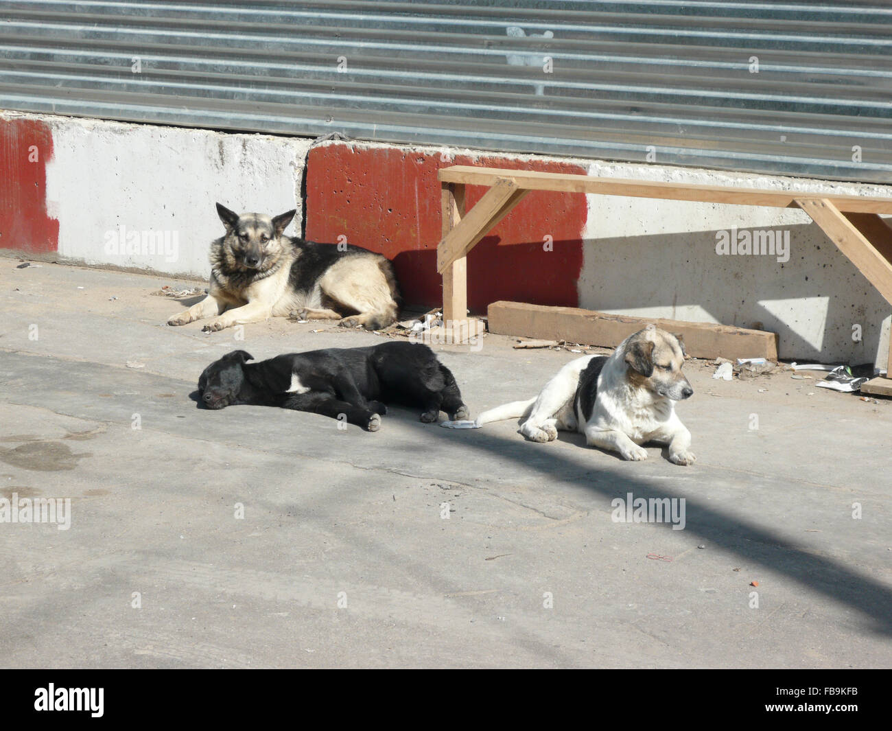 Welfare of stray dogs hires stock photography and images Alamy