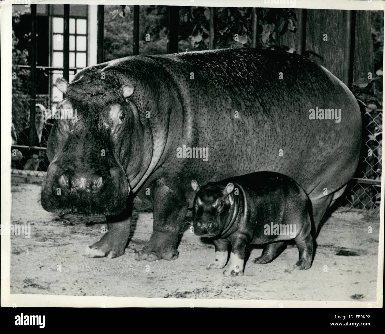 1962 - ''Maren'' Introduces Baby ''Rasmus''. Newest Addition To The Copenhagen zoo. A baby has just been born to ''Maren'' hippo inmete of the Copenhagen zoo, This is her 13th. baby in 13 years - and the father is 43 year old ''August'' the eldest hippo-father in captivity in the world. He was caught in Africa in 1911. Although Rasmus looks cut and tiny now - he will no doubt grow to be as big - fat and ugly as his illustrious parents. Photo Shows: ''Maren'' with her offspring 'Rasmus'' when seen by the public for the first time at the Copenhagen zoo. (Credit Image: © Keystone Pictures USA/Z Stock Photo