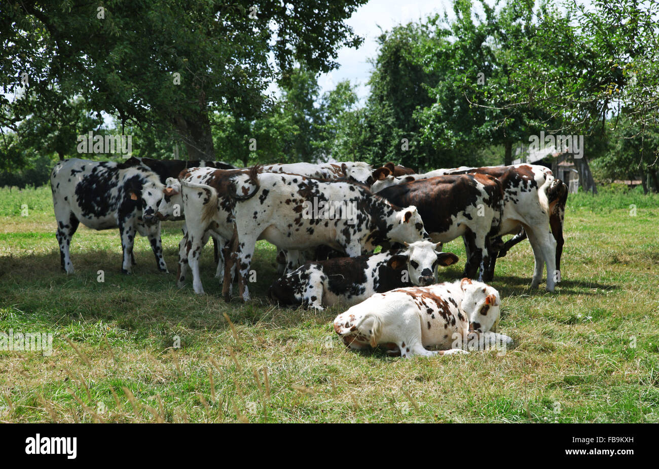 It's a photo of a group of cows in a apple trees field in Normandy, France. It's in a farm Stock Photo