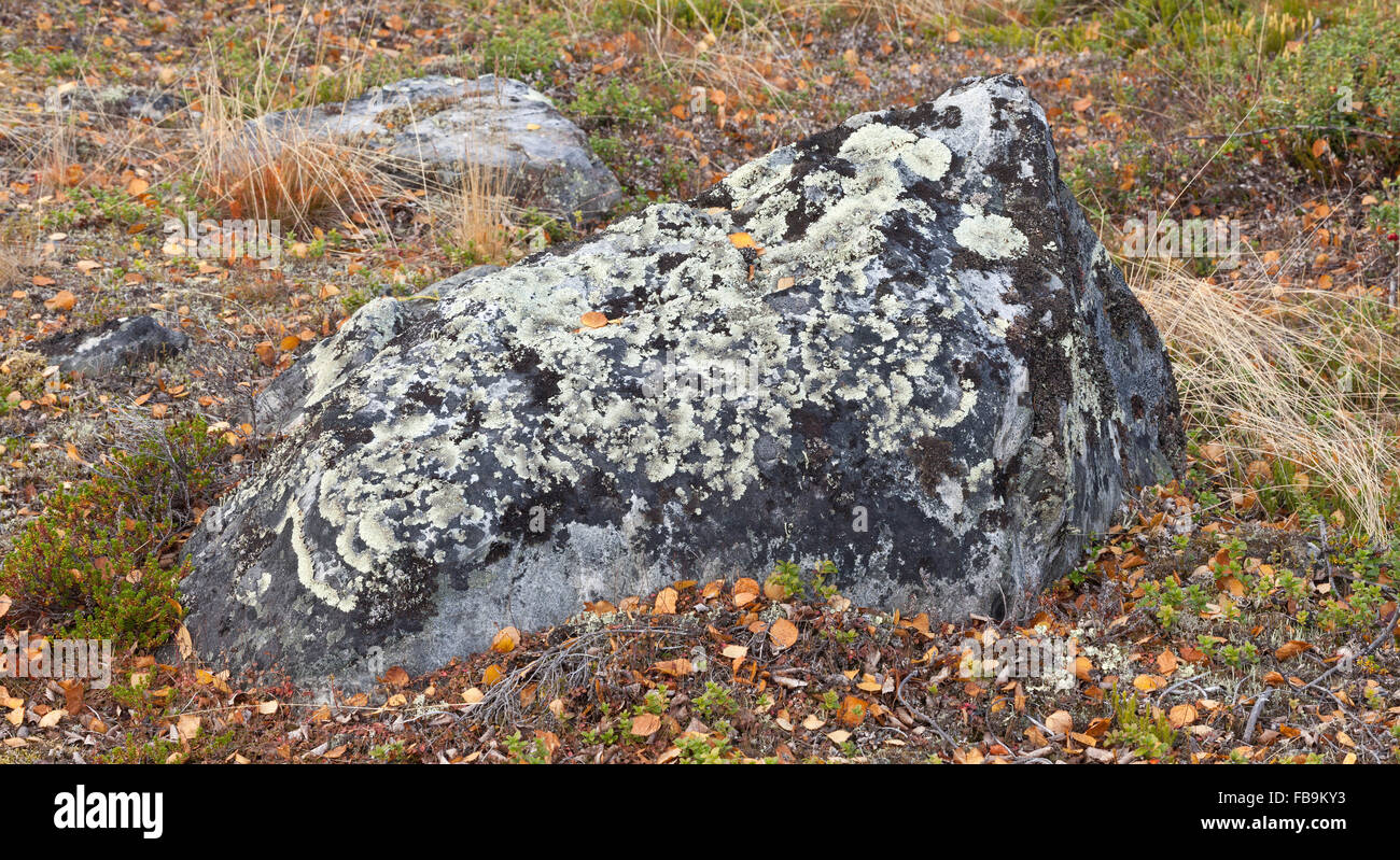 Close up on Arctoparmelia centrifuga, lichen in the family Parmeliaceae on a stone. Common plant in the taiga area. Stock Photo
