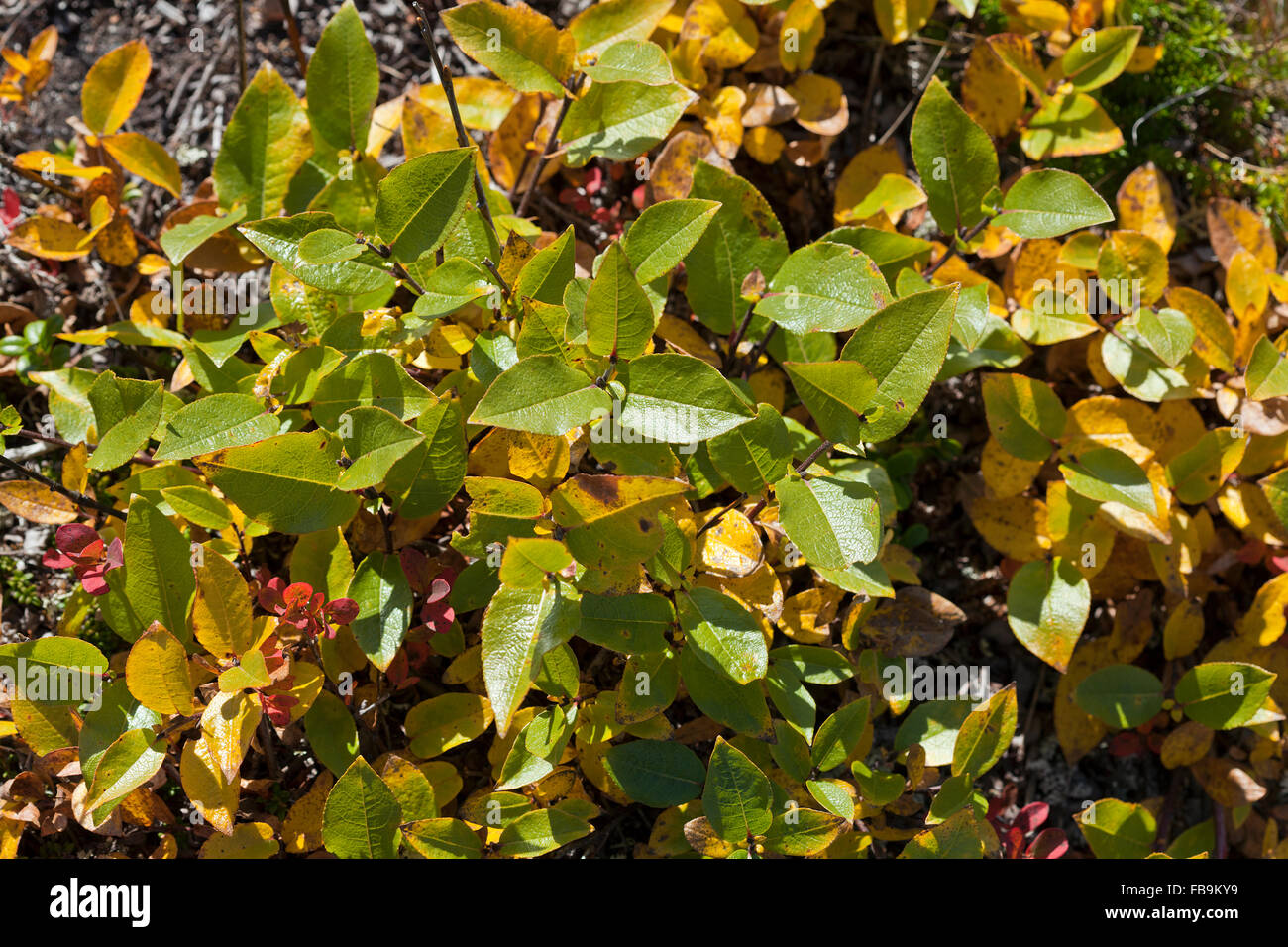 Short and overblown willow plant, Salix on the moorland. Green and yellow leaves close to the ground. Stock Photo