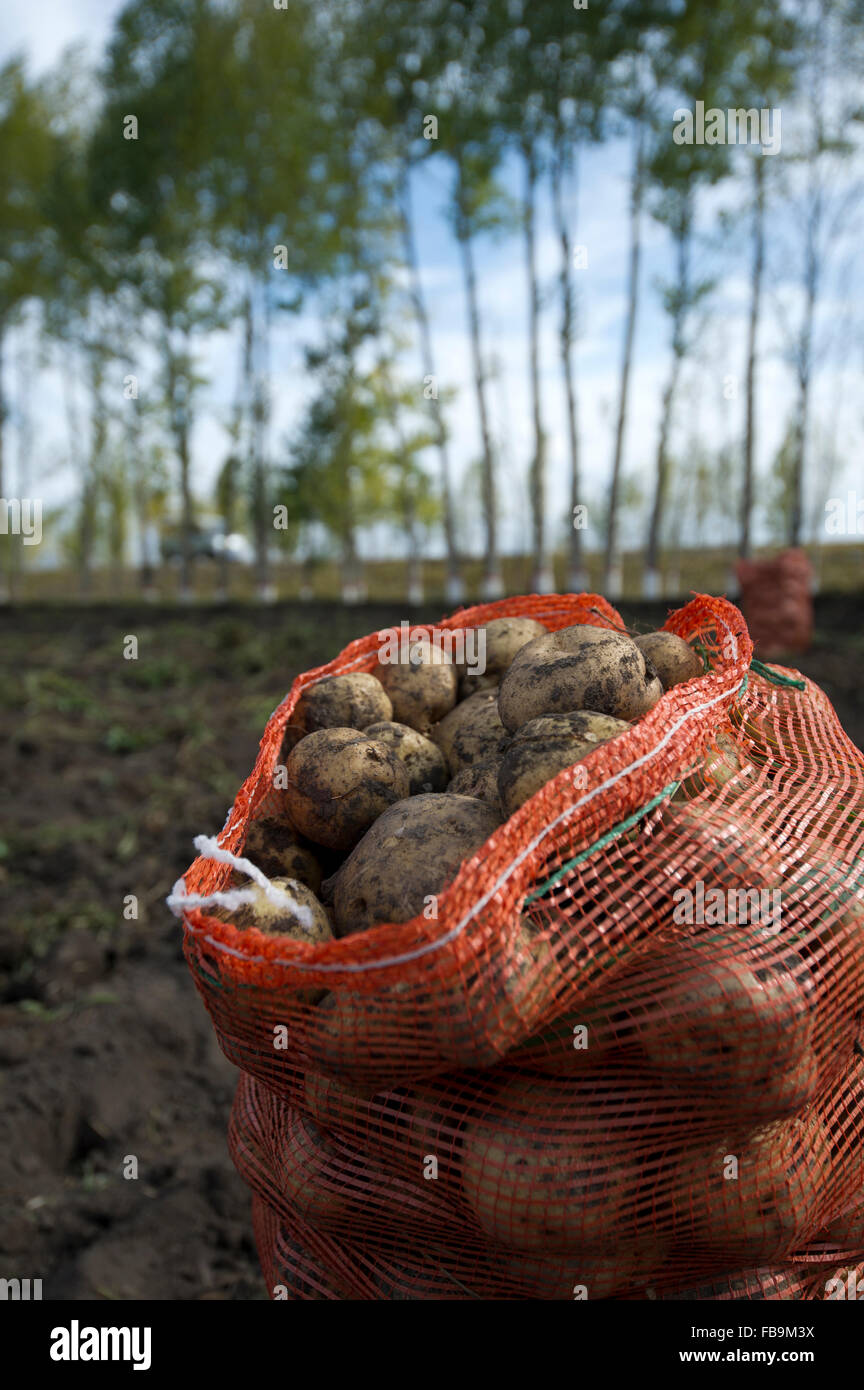 Potatoes in plastic bag Stock Photo Alamy