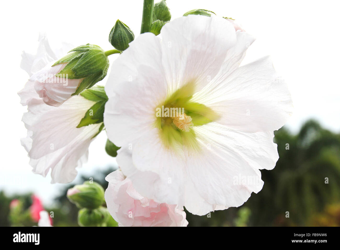 White hollyhock (Althaea rosea) blossoms Stock Photo