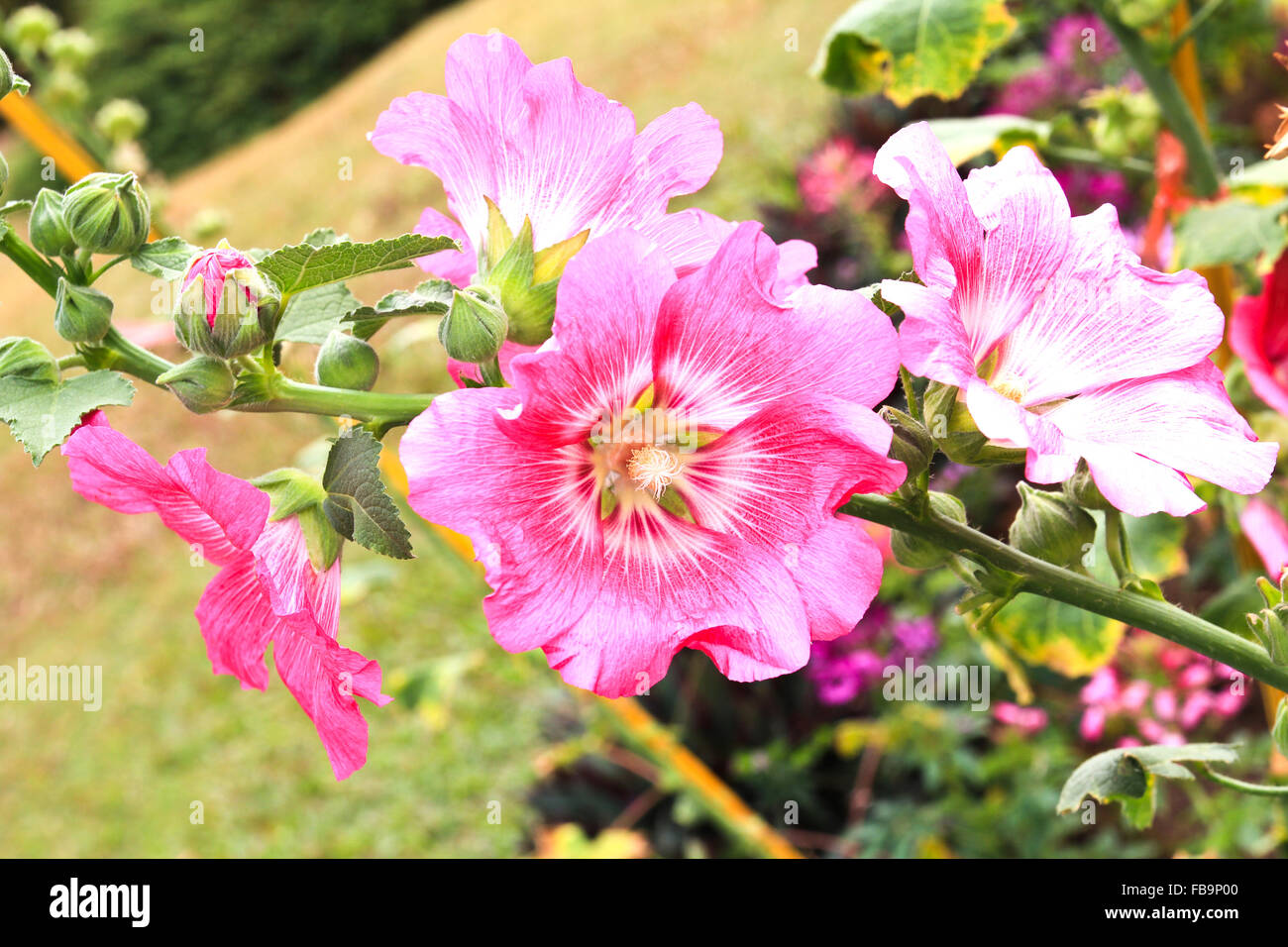 Pink hollyhock (Althaea rosea) blossoms Stock Photo