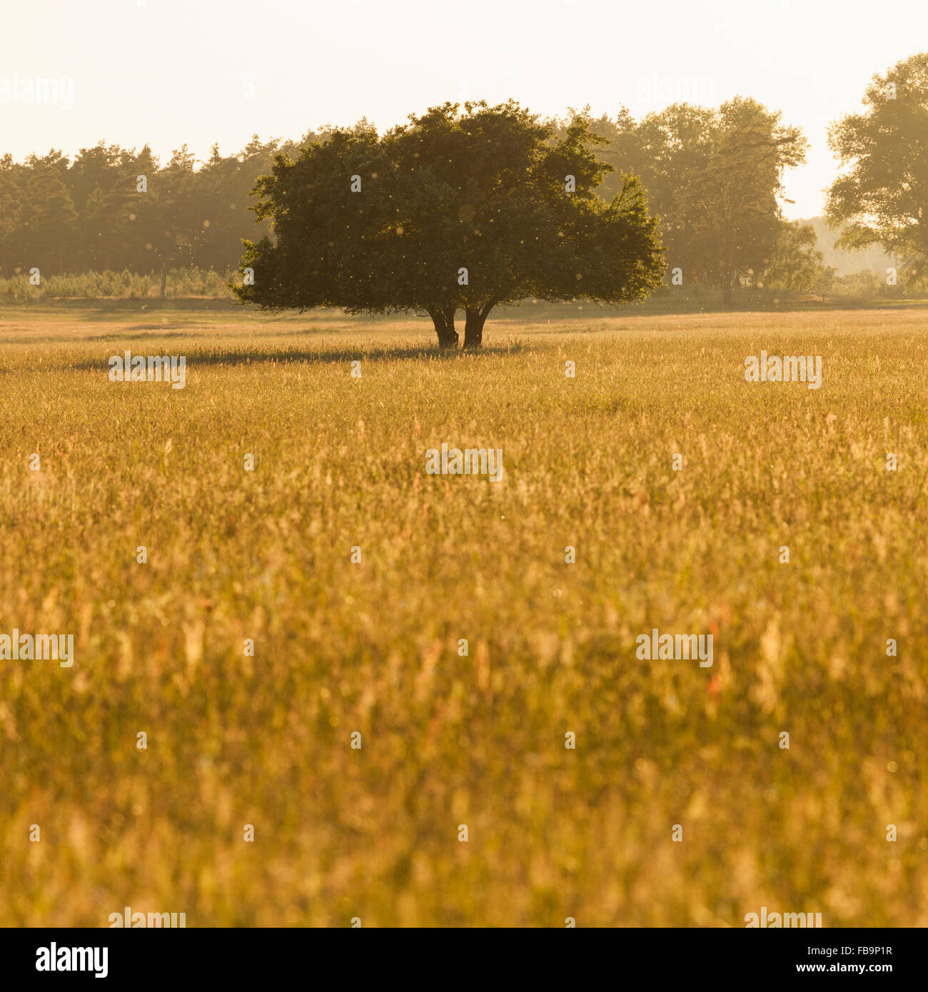 Sweden, Skane, Tree in meadow Stock Photo