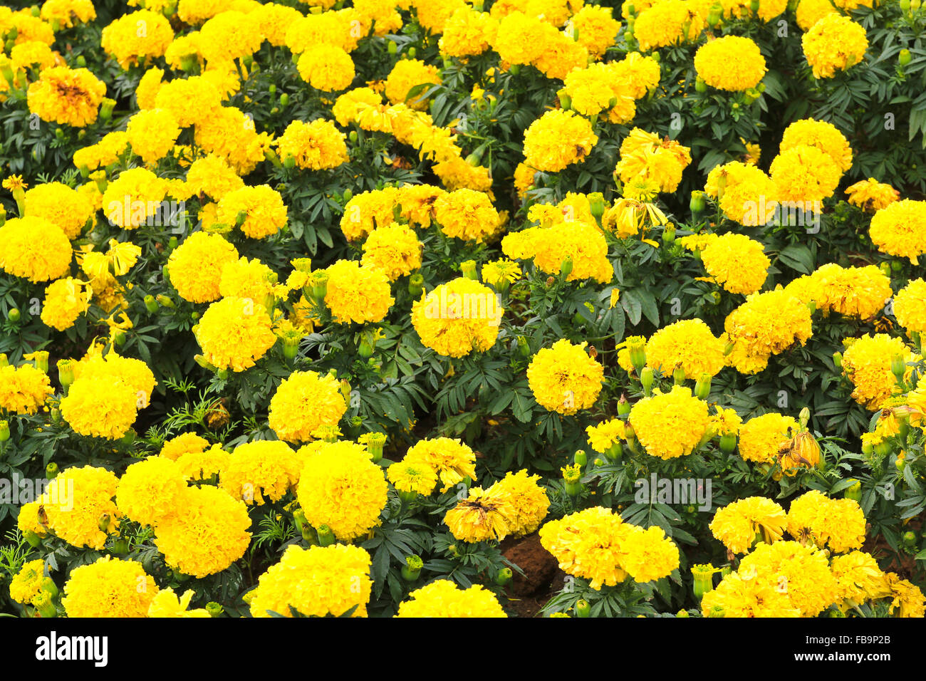 Marigolds (Tagetes erecta, Mexican marigold, Aztec marigold, African