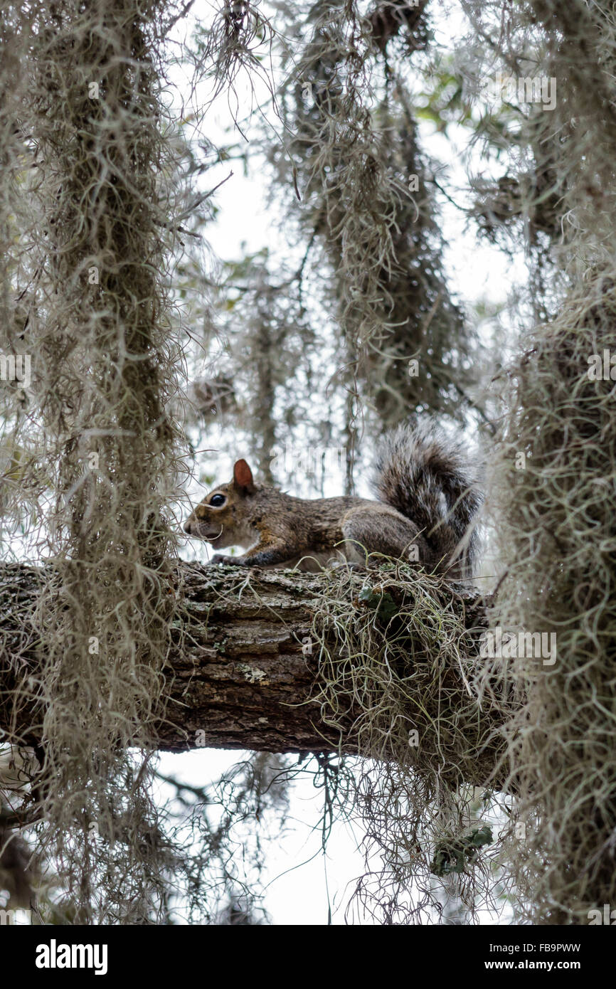 Manatee lake state park hi-res stock photography and images - Alamy