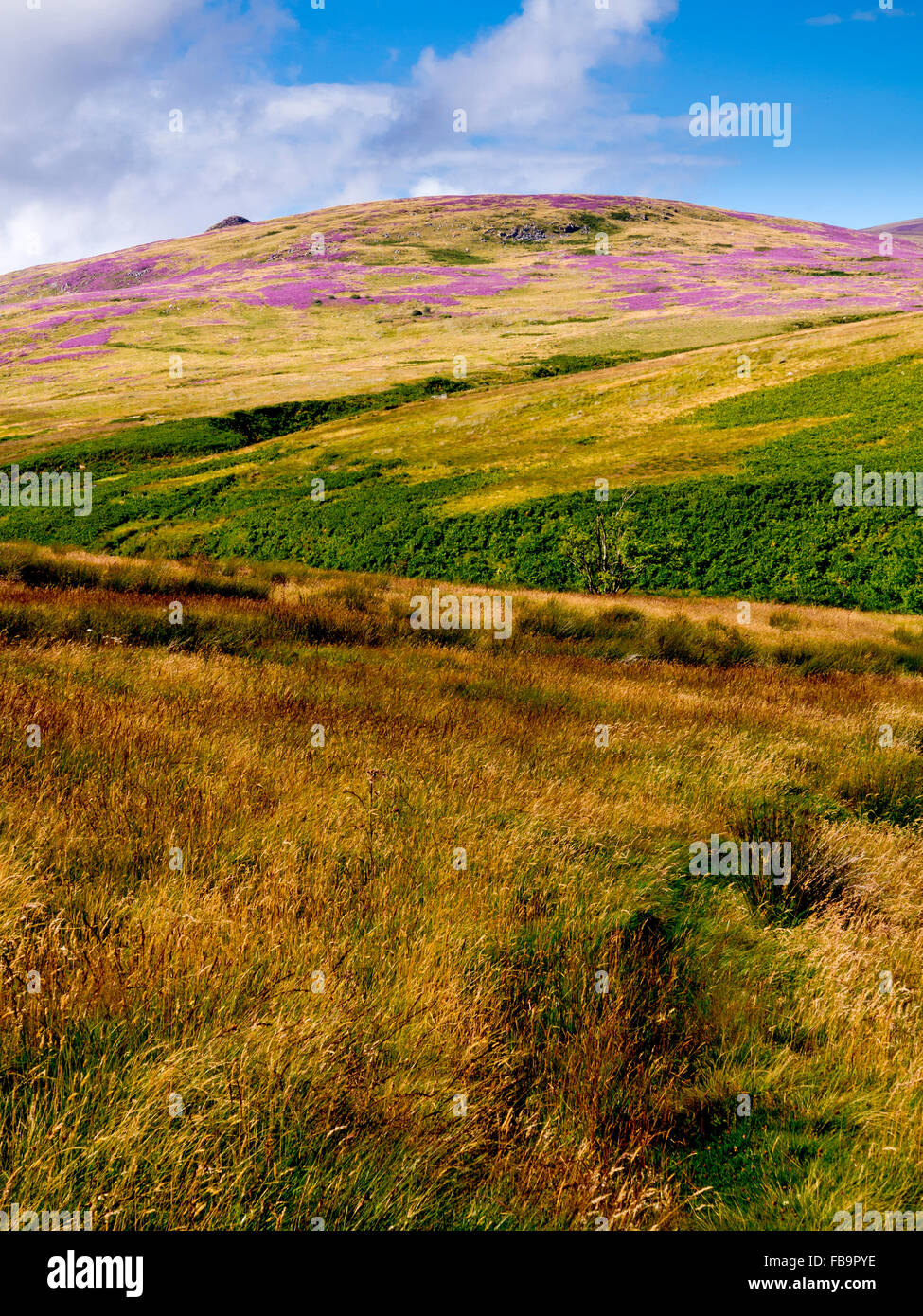 The Cheviot Hills near Linhope and Ingram in Northumberland National Park north east England UK in August with heather on moors Stock Photo