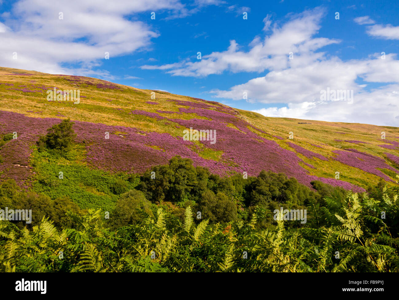 The Cheviot Hills near Linhope and Ingram in Northumberland National Park north east England UK in August with heather on moors Stock Photo