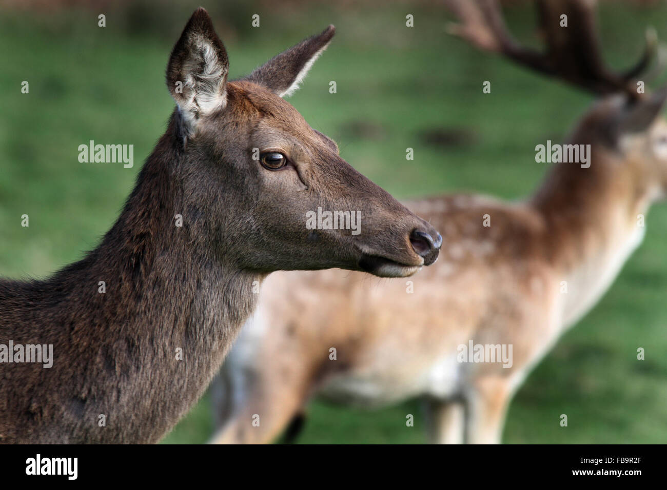 Close image of red deer Hind head. Stock Photo