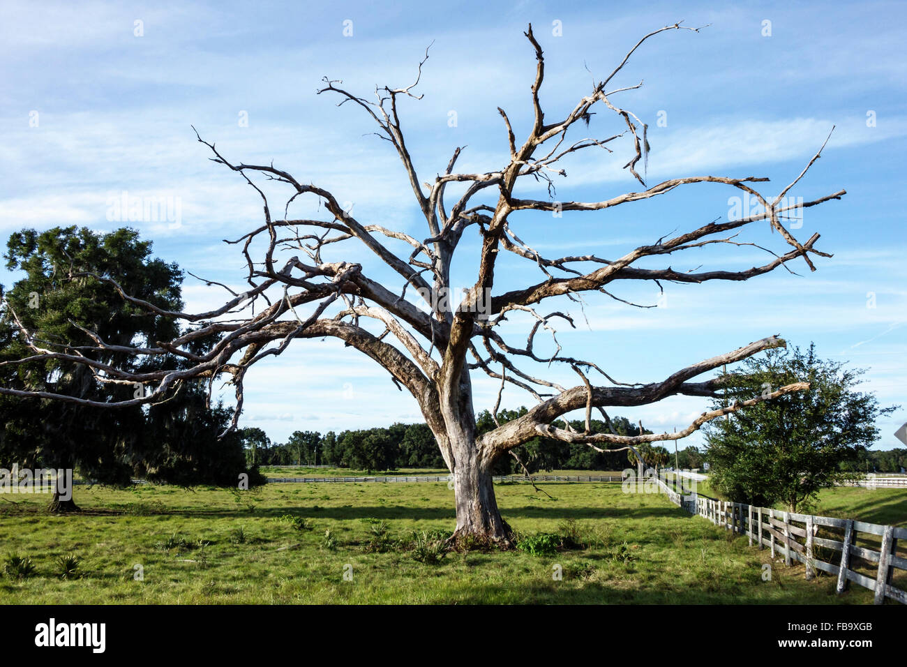 Florida, FL, South, Ocala, dead live oak tree, sightseeing visitors